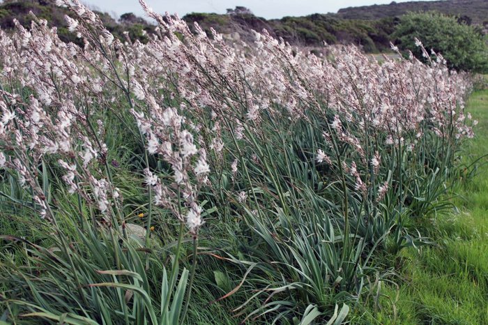 Lei, campo di asfodelo