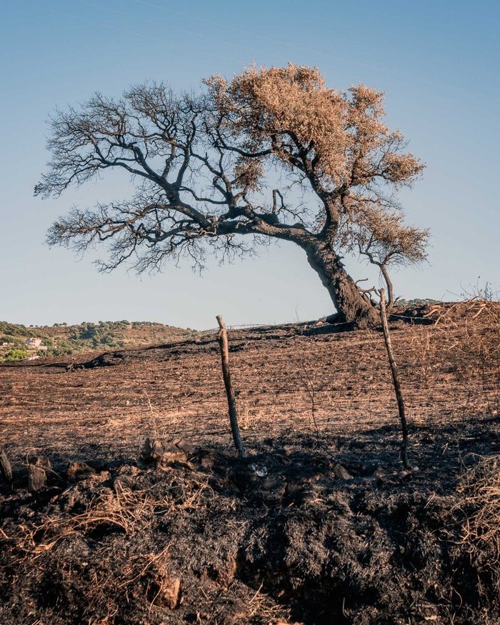 campagna sarda devastata dagli incendi