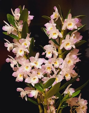 orchidea in fiore
