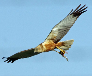 falco di palude, tra gli artigli la preda, una rana appena catturata, foto di Franco Lorenzini