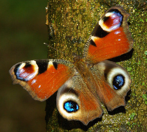 Vanessa io, foto di Franco Lorenzini