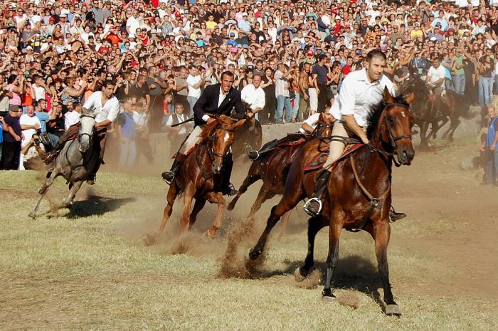 Cavalli all'ardia di Sedilo