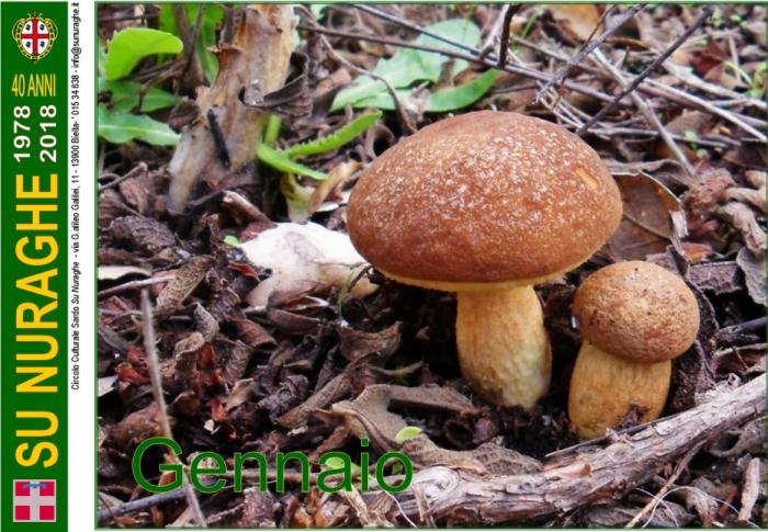 Leccinum corsicum