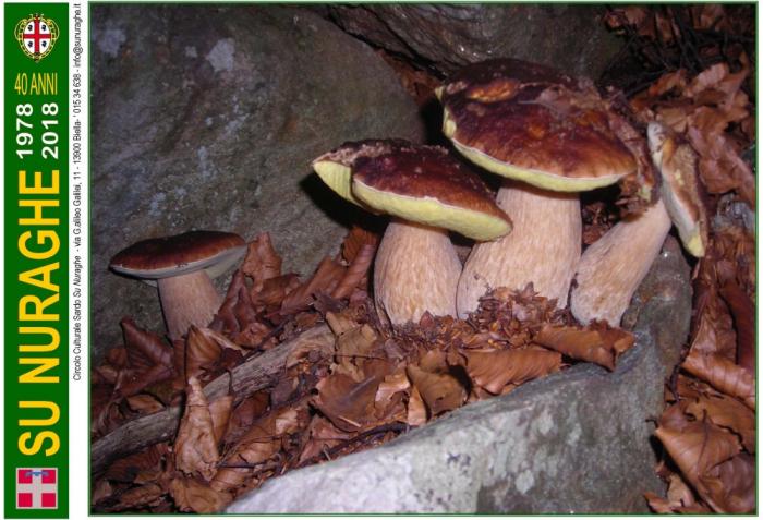 Boletus edulis Bull