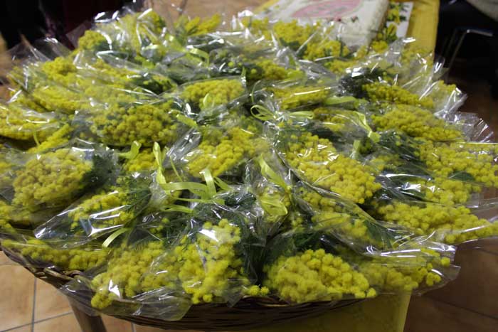 Festa della Donna, mimose a Su Nuraghe