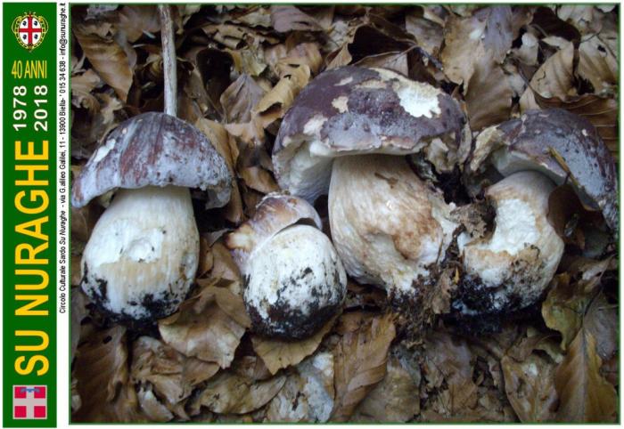 Boletus pinophilus Pilát & Dermek