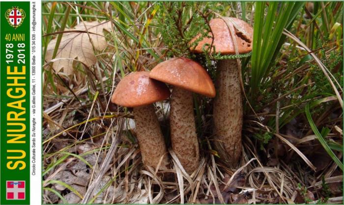 Leccinum aurantiacum