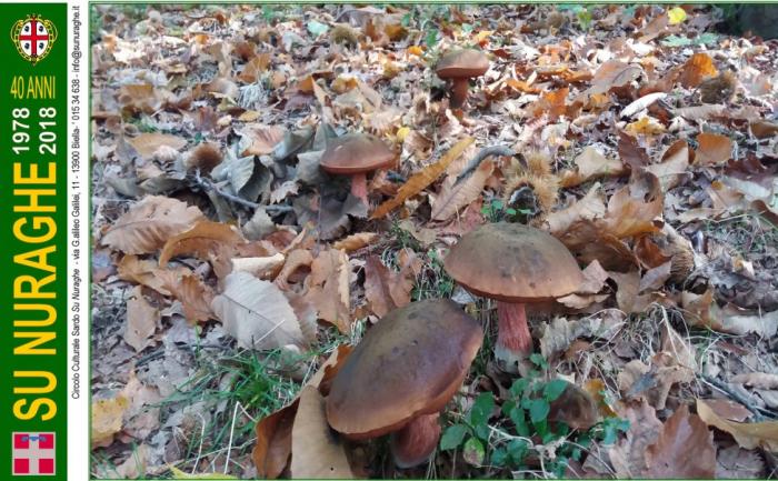 Boletus erythropus Pers.