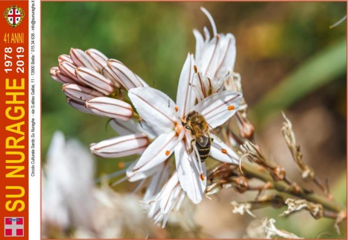 Ape su fiore di Asfodelo