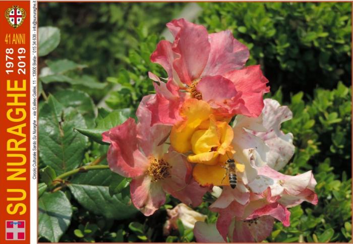 ape su rosa, ibrido di rosa floribunda