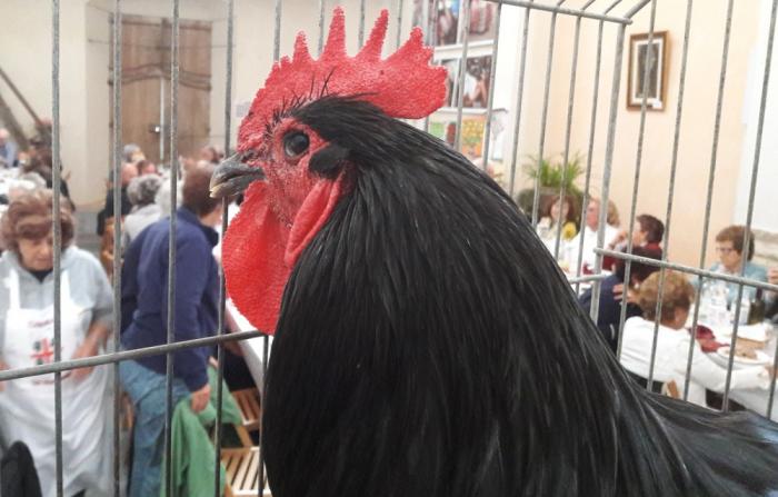 Pettinengo, chiesa di canton Gurgo con gallo dell'incanto