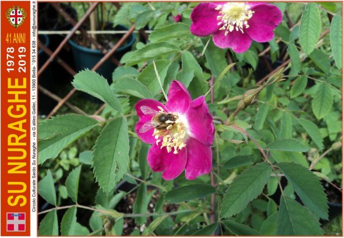 Rosa rugosa