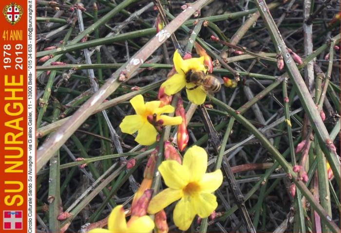 Gelsomino Jasminum Nudiflorum