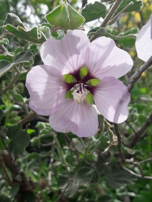 Malva subovata