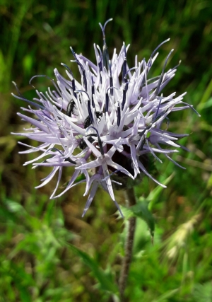 Cardoncello Carthamus caeruleus L