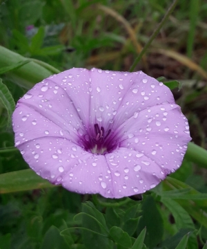 Convolvulus althaeoides L