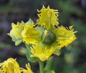 Ruta chalepensis