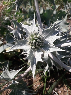 Eryngium maritimum L