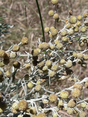 Artemisia arborescens L