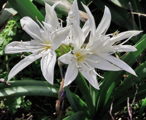 Pancratium illyricum