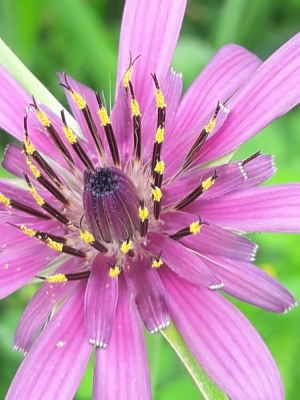 Tragopogon porrifolius