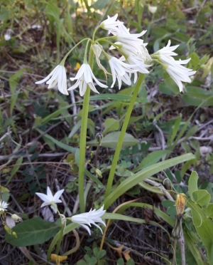 Allium triquetrum L