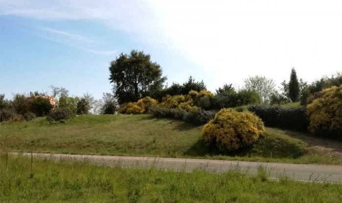 Biella, primavera 2020, fioritura a Nuraghe Chervu
