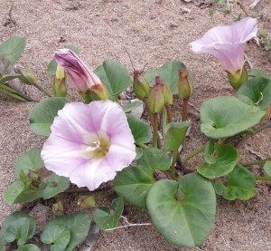 Calystegia soldanella