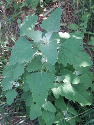 Chenopodium album