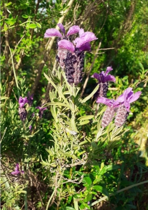 Lavandula stoechas