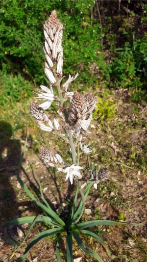 Aphodelus microcarpus