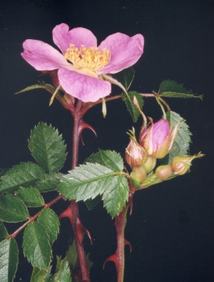 Rosa seraphinii Viv