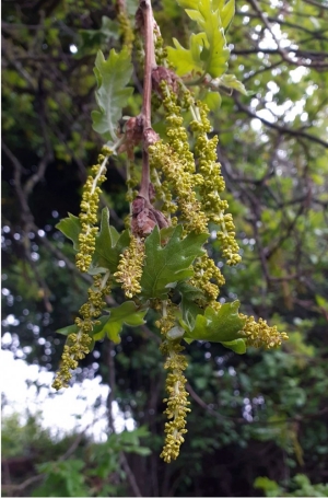 Quercus pubescens