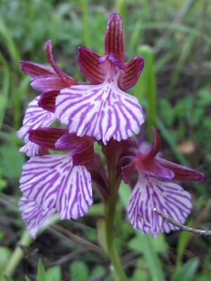 Anacamptis papilionacea L