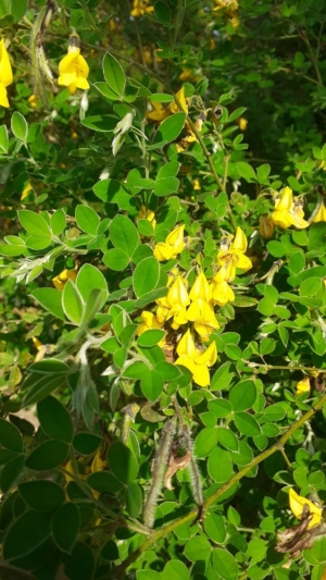 Cytisus villosus