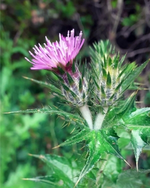 Galactites tomentosa