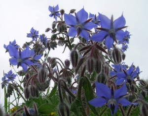 Borago officinalis