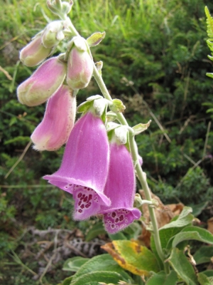 Digitalis purpurea