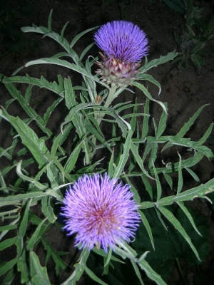 Cynara cardunculus