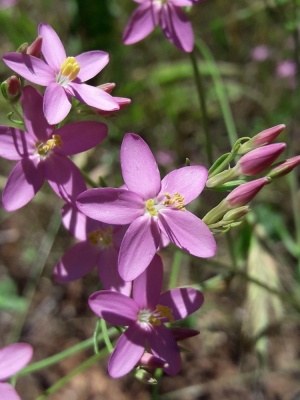 Centaurium erythraea