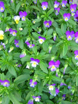 Viola tricolor L