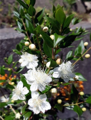 Myrtus communis