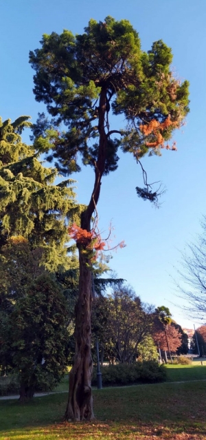 ginepro secolare presente ai Giardini Zumaglini di Biella